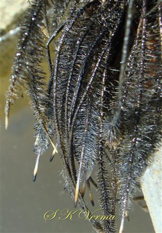  Roots